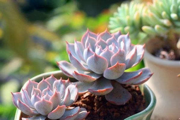 石莲多肉植物的完美养护（怎样让你的石莲多肉植物长势喜人？）