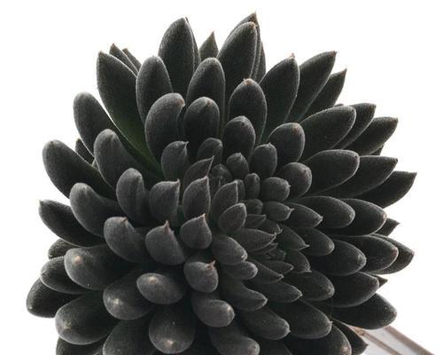 石莲多肉植物的完美养护（怎样让你的石莲多肉植物长势喜人？）