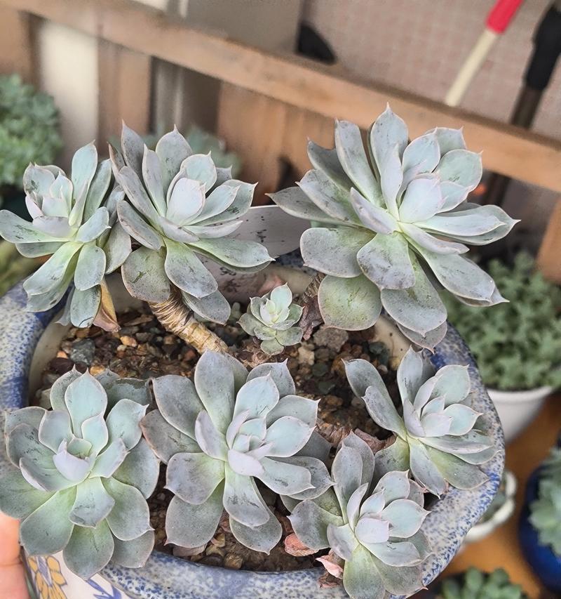 石莲多肉植物的完美养护（怎样让你的石莲多肉植物长势喜人？）