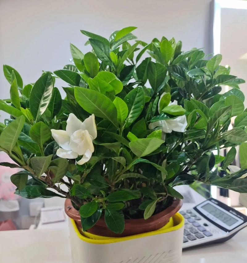 如何养护桅子花？（了解桅子花的养殖技巧和注意事项，让你的花园更加美丽）