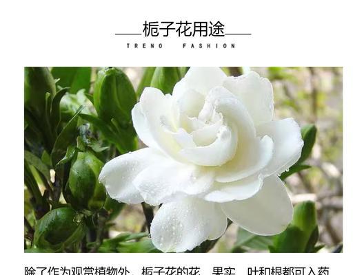 如何养护桅子花？（了解桅子花的养殖技巧和注意事项，让你的花园更加美丽）