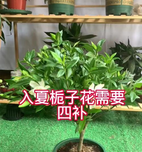 如何养护桅子花？（了解桅子花的养殖技巧和注意事项，让你的花园更加美丽）