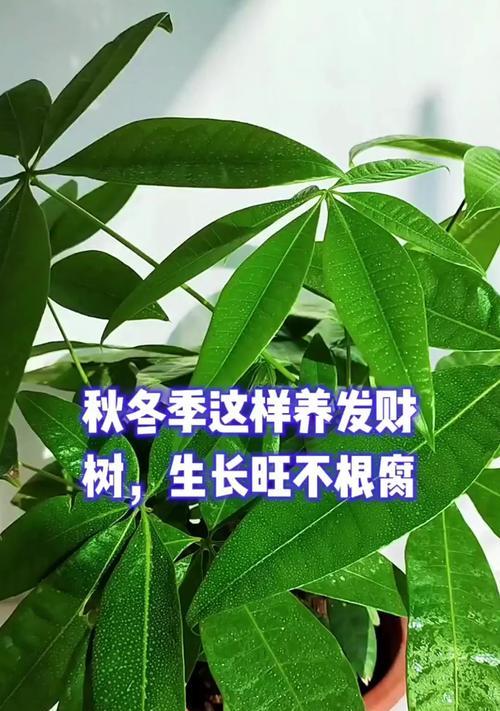为什么家里不能养发财树？（了解发财树的真相，避免麻烦）