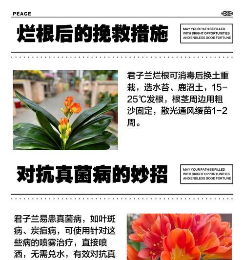 君子兰叶片发黄的原因及处理方法（探究君子兰叶片发黄的可能性因素，提供针对性的处理方案）