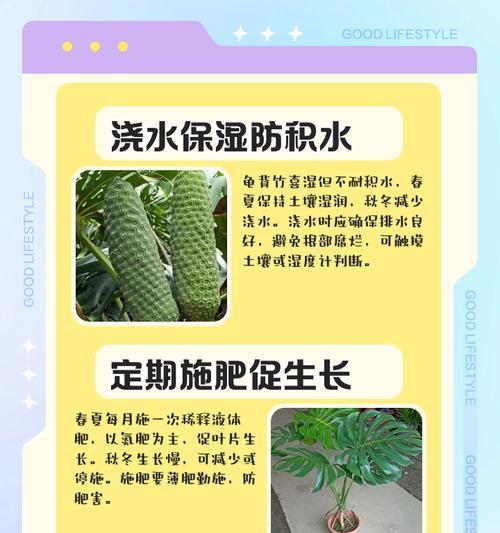 可乐浇龟背竹的效果及方法（浇水养护技巧和注意事项）