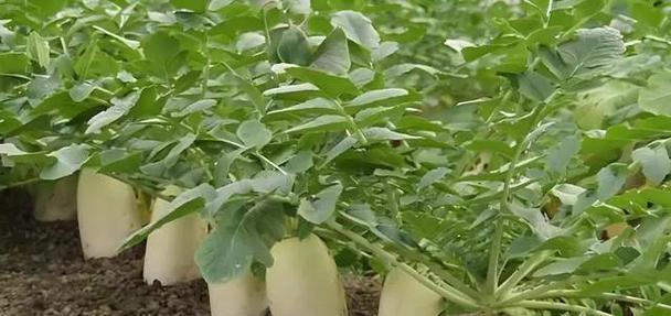 白萝卜种植技巧详解（几月份种植最合适？如何育苗和管理？）