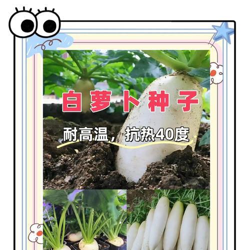 白萝卜种植技巧详解（几月份种植最合适？如何育苗和管理？）