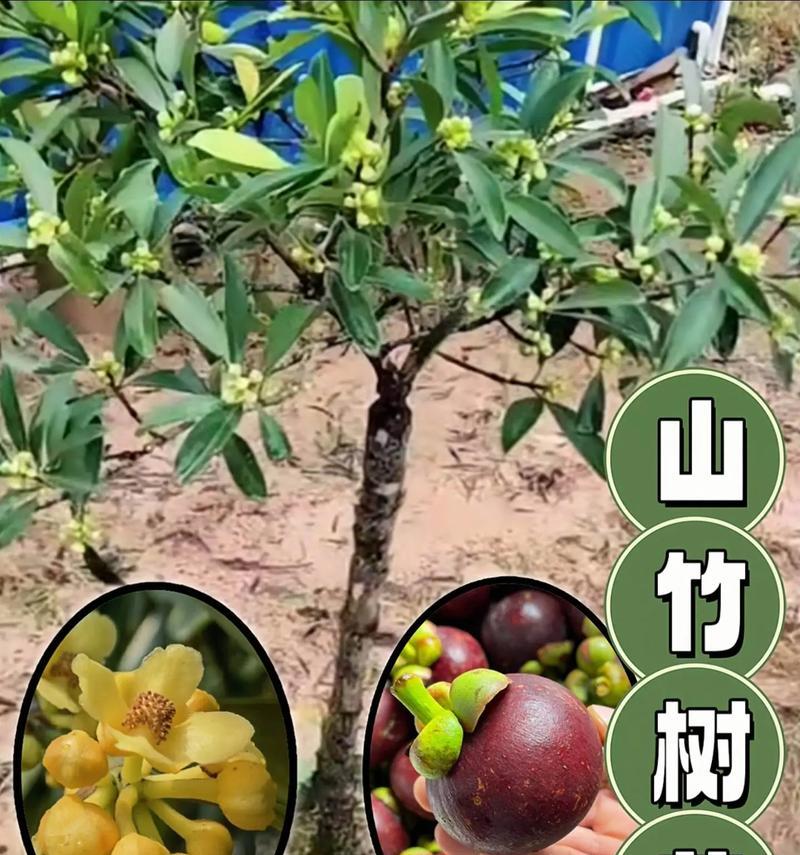 探究山竹树的生长环境条件和特点（热带水果之王的家园与成长）