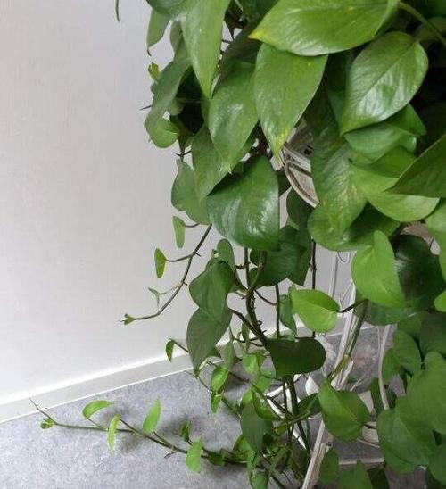 如何用水养护吊兰？（打造更旺盛的吊兰生长环境）