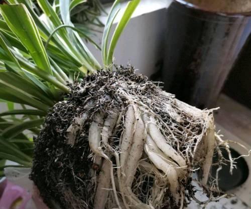 如何用水养护吊兰？（打造更旺盛的吊兰生长环境）