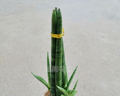 棒叶虎尾兰的养殖方法和注意事项（打造独一无二的棒叶虎尾兰花坛）