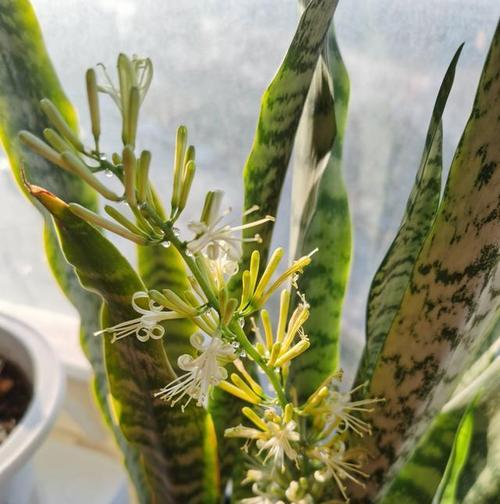 棒叶虎尾兰的养殖方法和注意事项（打造独一无二的棒叶虎尾兰花坛）