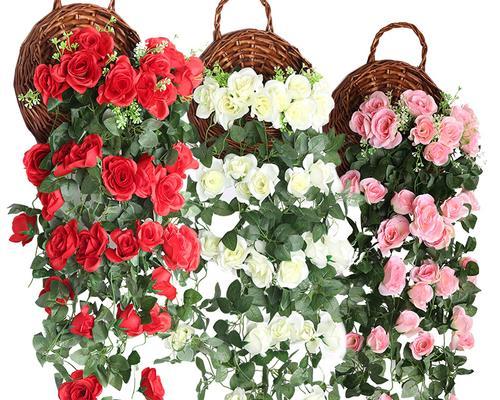 玫瑰花在空调房里能存活吗？（探究玫瑰花在不同温度下的生存条件）