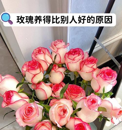 玫瑰花在空调房里能存活吗？（探究玫瑰花在不同温度下的生存条件）
