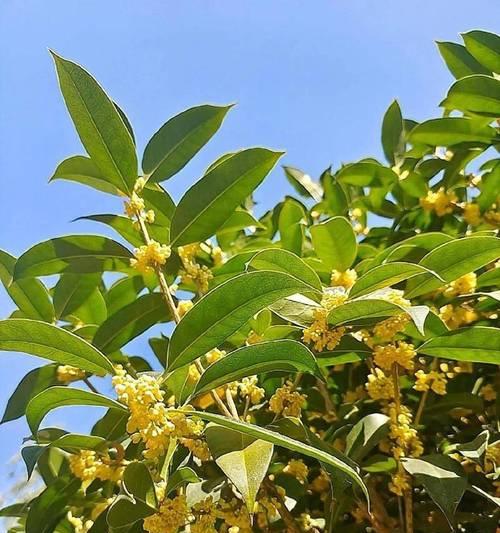 四季桂花开不开花？探秘冬天开花的秘密（四季桂花的特点和分布情况）