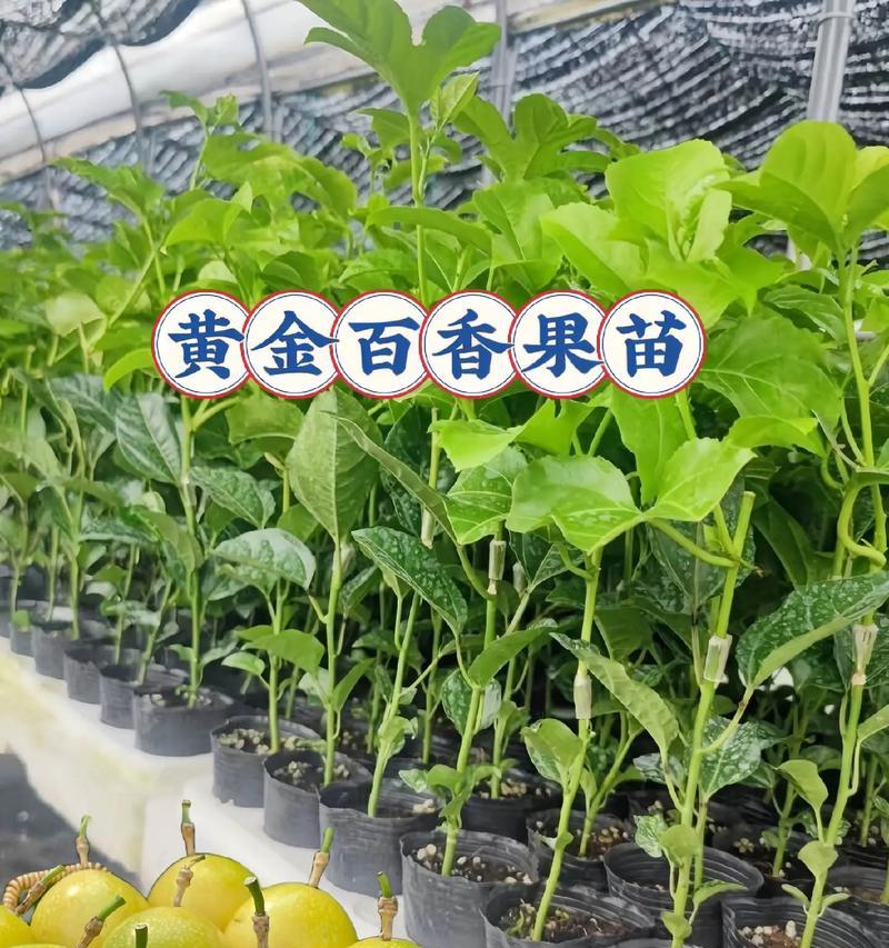 百香果种植与生长周期