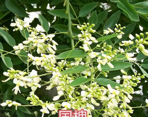 广州市的市树——珍珠梅（了解广州市的标志性植物——珍珠梅）