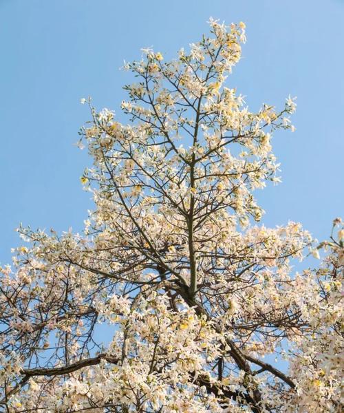 广州市的市树——珍珠梅（了解广州市的标志性植物——珍珠梅）