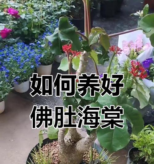 海棠养护指南（多久浇一次水最佳？隔几天浇水好？）