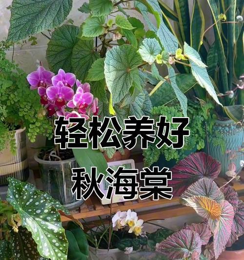 海棠养护指南（多久浇一次水最佳？隔几天浇水好？）