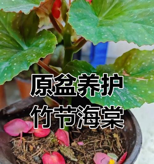 海棠养护指南（多久浇一次水最佳？隔几天浇水好？）