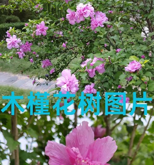 木槿花的种植与养护方法（春季是种植木槿花的最佳时期）