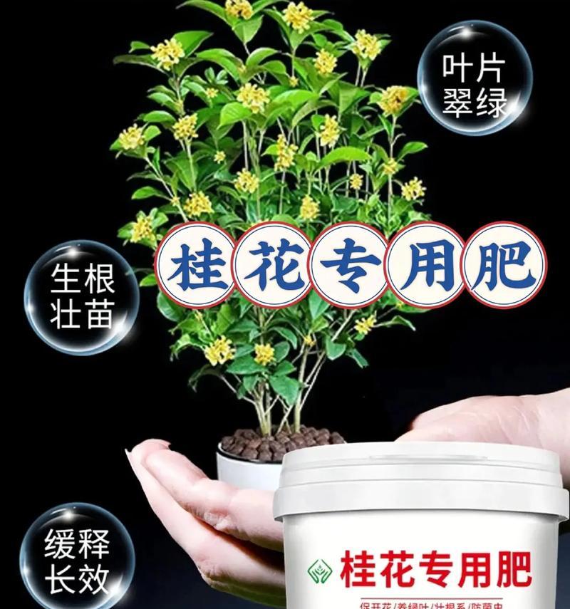 如何正确施肥，让桂花开得更美（桂花肥料选择与施用方法）