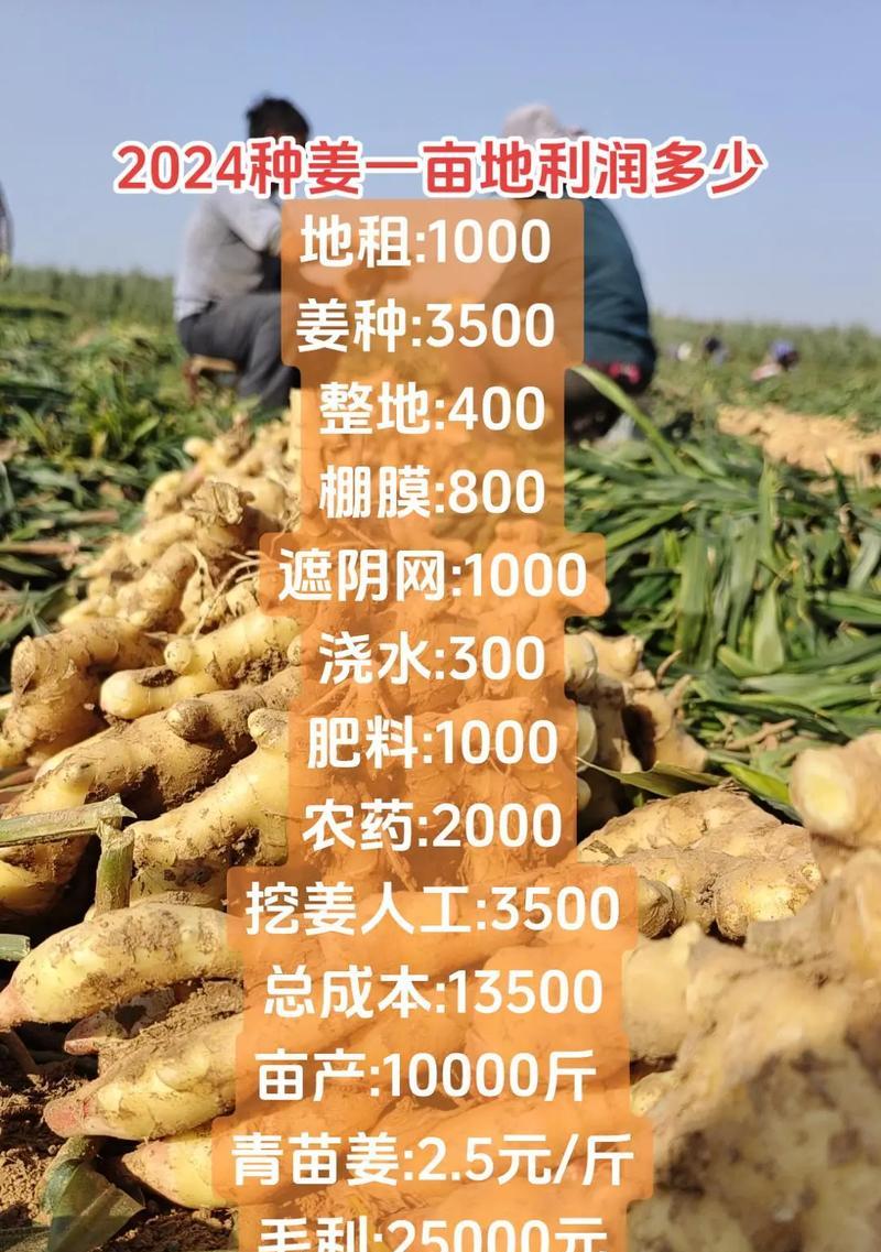 姜的最佳种植时间剖析（如何确定最优的姜种植时间）