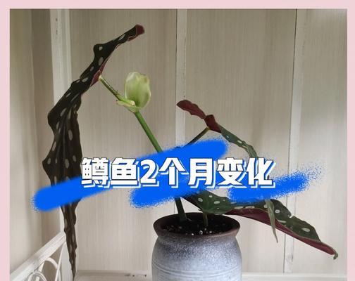 海棠花浇水的正确方法（让海棠花长得更美丽的15个技巧）