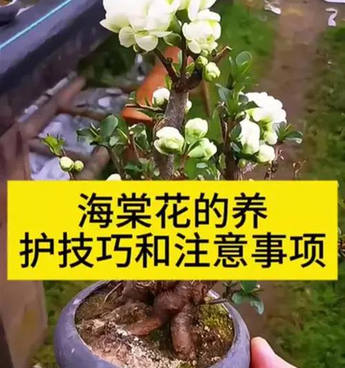 海棠花浇水的正确方法（让海棠花长得更美丽的15个技巧）