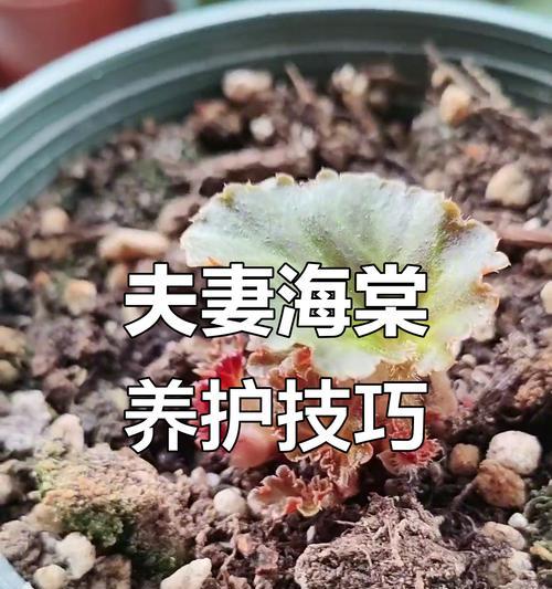 海棠花浇水的正确方法（让海棠花长得更美丽的15个技巧）