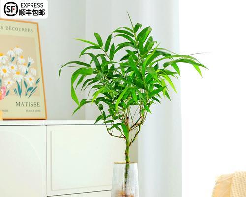 罗汉竹修剪方法详解（如何正确修剪罗汉竹？）