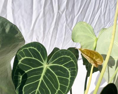 水晶花烛是室内养殖的安全之选（水晶花烛的毒性较小，易养护适合室内摆放）