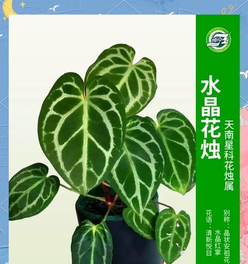 水晶花烛是室内养殖的安全之选（水晶花烛的毒性较小，易养护适合室内摆放）