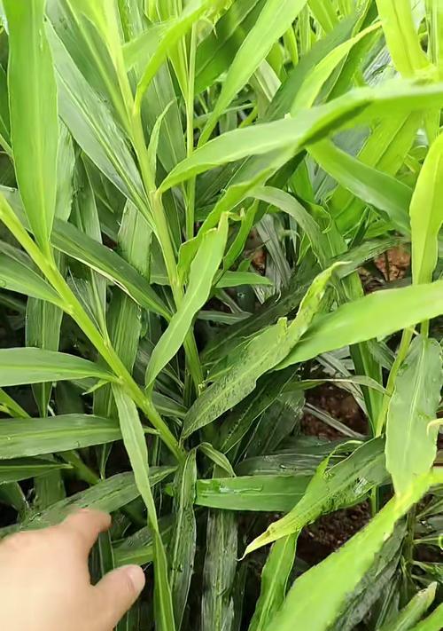 生姜的种植方法与适应环境探讨（让生姜在你家园里茁壮成长的秘诀）