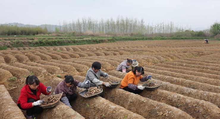 生姜的种植方法与适应环境探讨（让生姜在你家园里茁壮成长的秘诀）