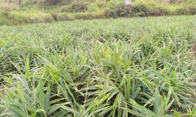 生姜的种植方法与适应环境探讨（让生姜在你家园里茁壮成长的秘诀）
