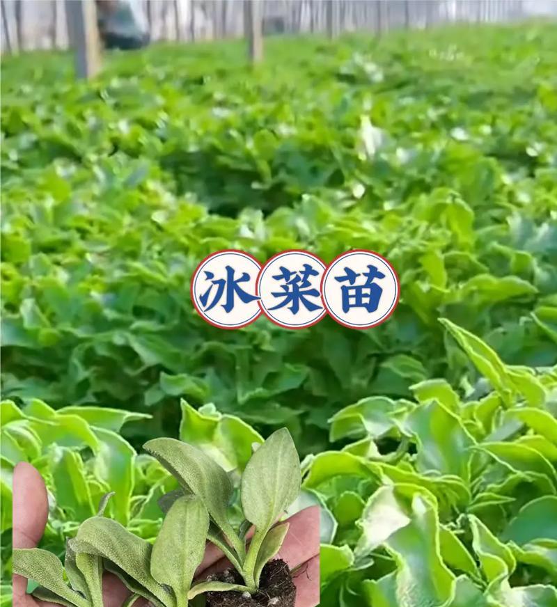 探寻冰草的故乡（寻访冰草的神秘之旅）