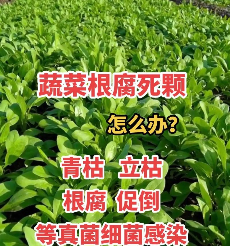 万年青根烂了怎么办？——教你轻松应对万年青根部腐烂的问题