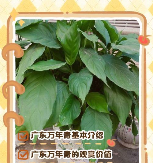 万年青根烂了怎么办？——教你轻松应对万年青根部腐烂的问题