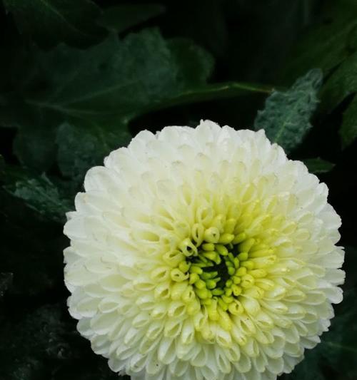 揭秘乒乓菊花期，你知道这个时期的重要性吗？