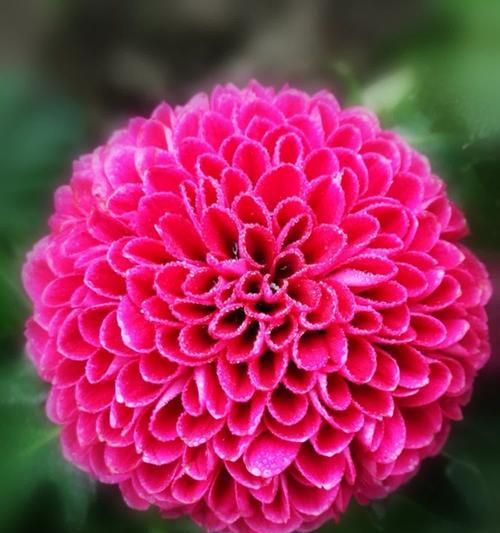 揭秘乒乓菊花期，你知道这个时期的重要性吗？