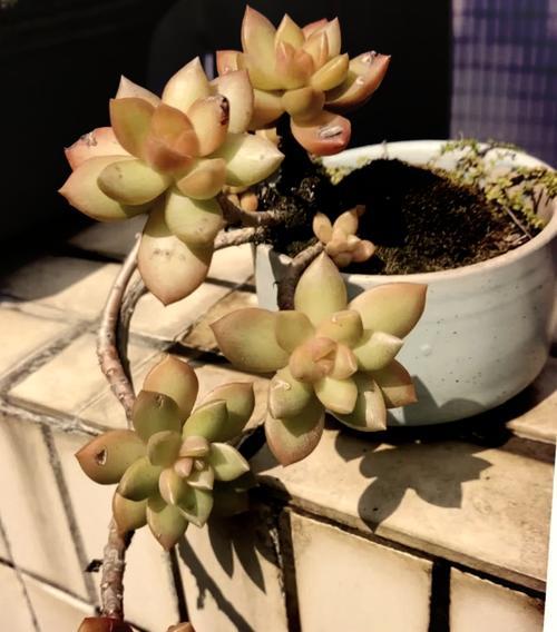 多肉黄丽掉叶子的原因和解决办法（掌握这些技巧，让多肉黄丽不再掉叶子）