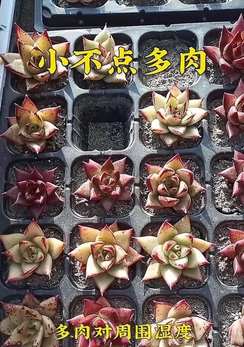 多肉黄丽掉叶子的原因和解决办法（掌握这些技巧，让多肉黄丽不再掉叶子）