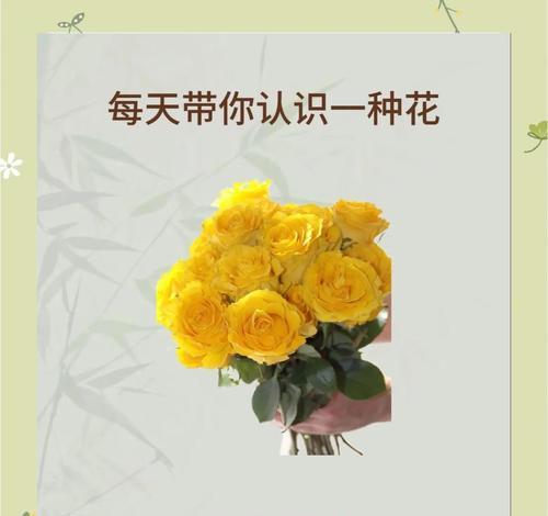 玫瑰花语的象征含义（探寻玫瑰花所代表的不同情感与意义）