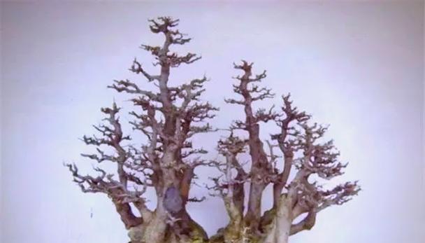 节白蜡叶子发蔫的原因及补救方法（了解叶子发蔫的原因，让你的花草恢复活力）