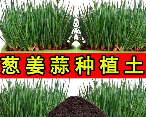 大蒜种植土壤选择（了解大蒜生长的土壤特性和土壤要求，让种植更得心应手）