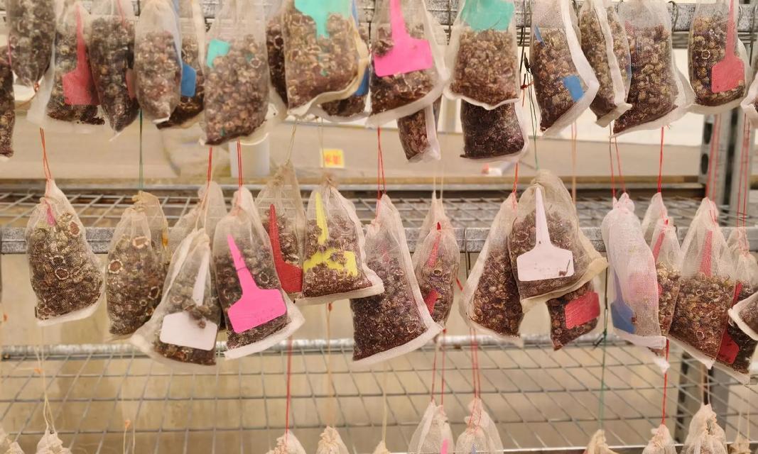 探秘仙客来种子之谜（揭开仙客来背后的种子之谜，为您详细解读其来源、作用及使用方法）