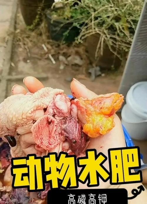 探秘生鸡蛋作为花肥料的营养价值和使用方法（探秘生鸡蛋作为花肥料的营养价值和使用方法）