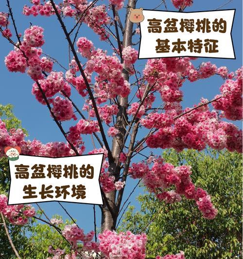 如何选择适合盆栽樱桃树的盆子？（合适尺寸，助力健康生长）